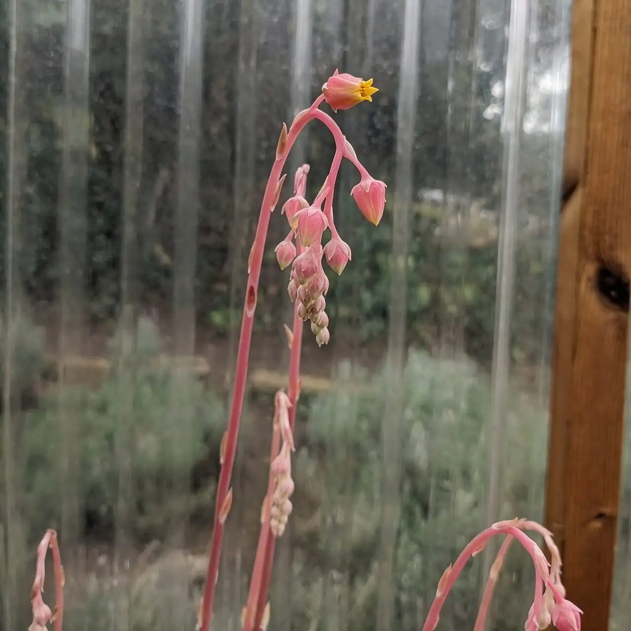Echeveria aphids flower stalk close up
