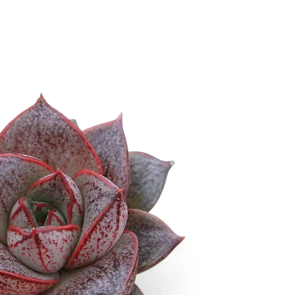 From Mexican Highlands to Your Windowsill: The Wild Journey of Echeveria