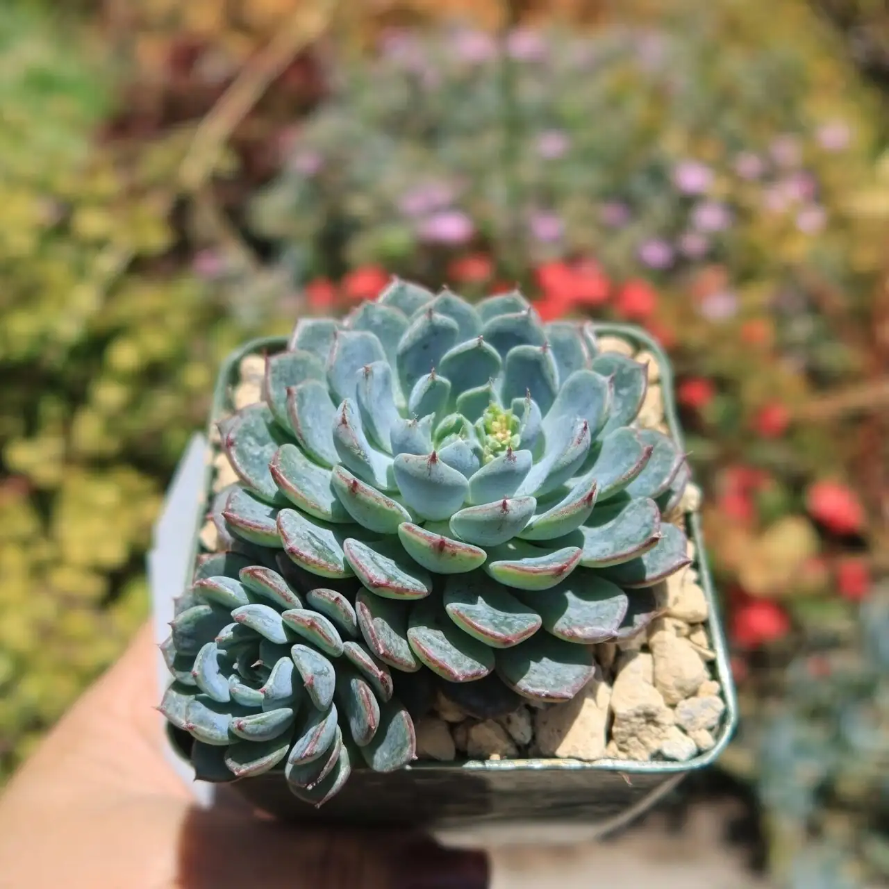 echeveria rosette farina close-up