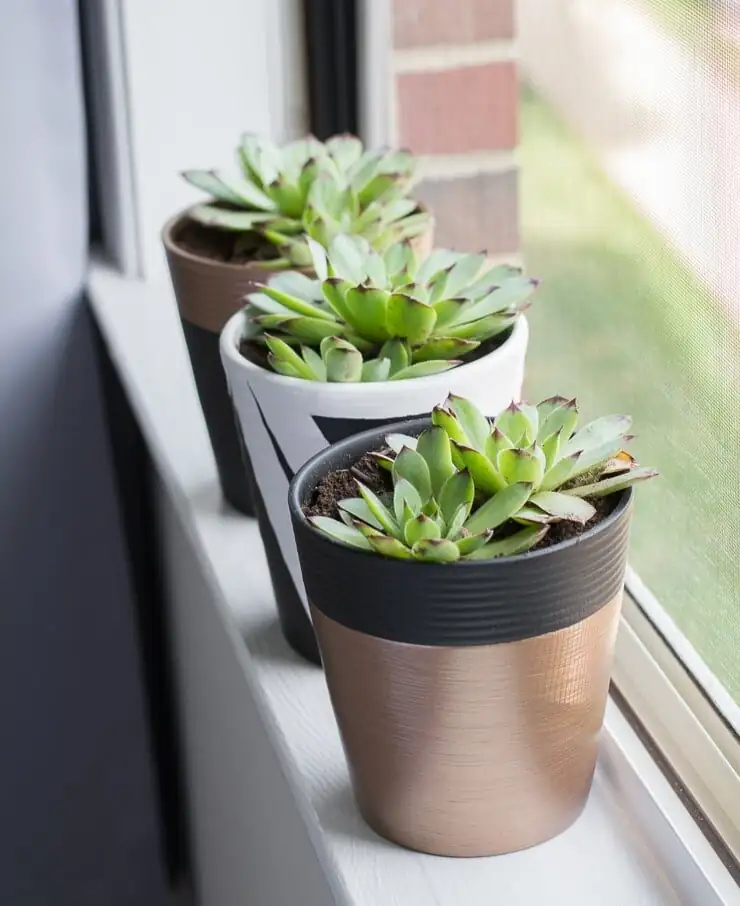 echeveria on sunny windowsill