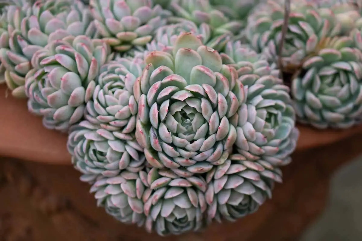 watering echeveria soil close-up