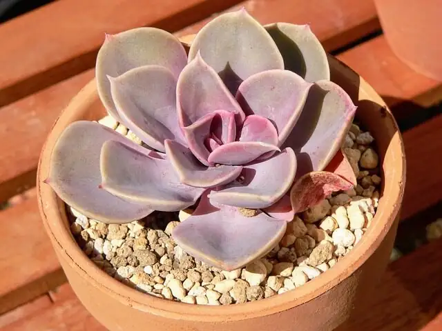 echeveria leaf propagation tray
