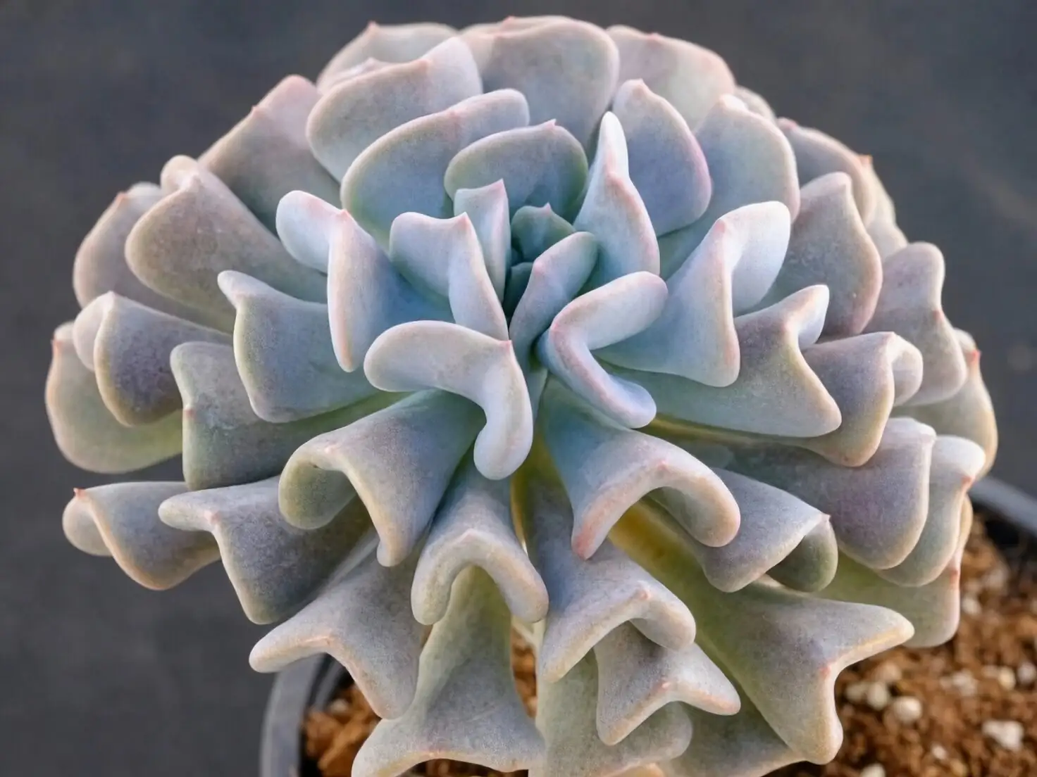 Don’t Wipe the Frost! The Secret Life of Farina and Other Echeveria Quirks