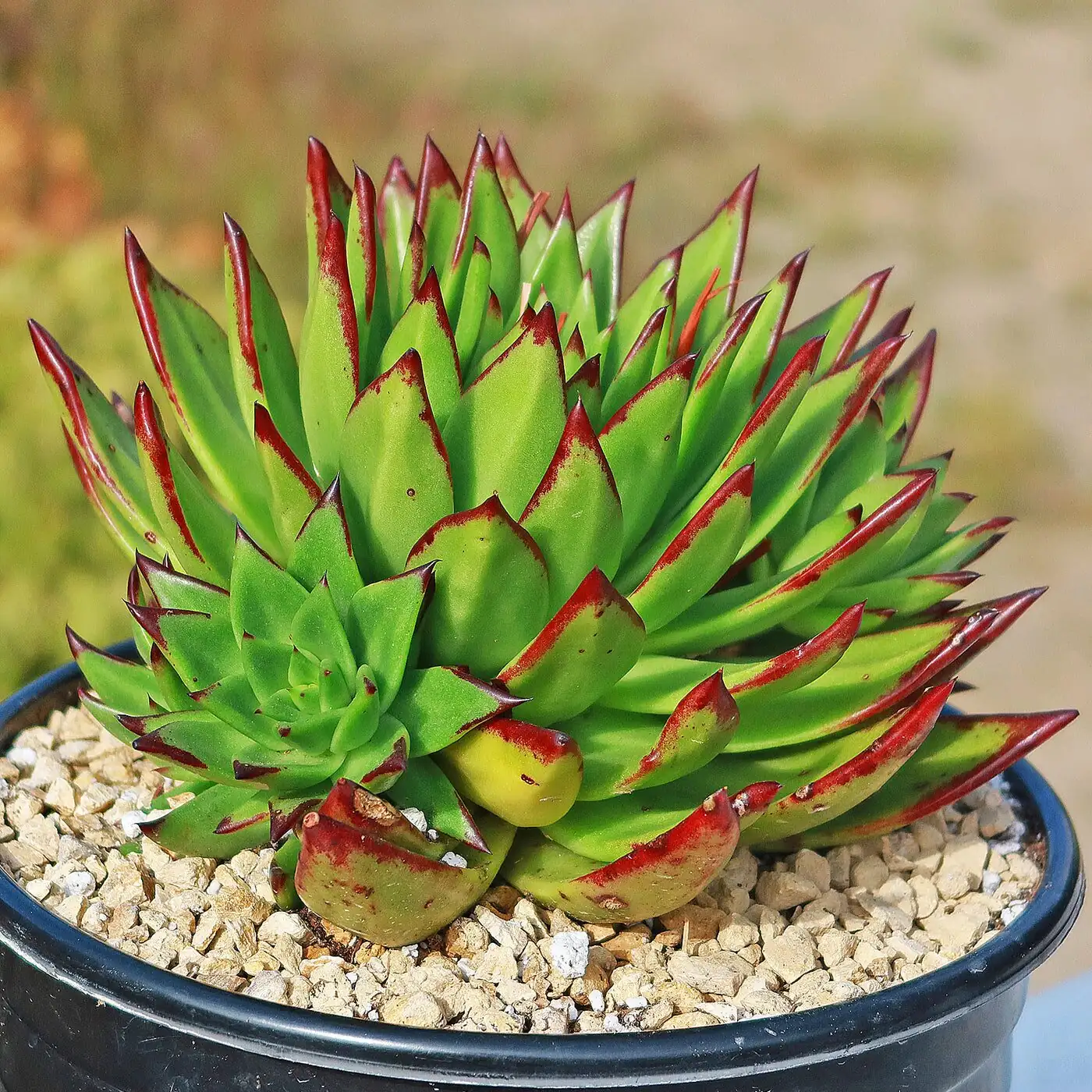 echeveria red edges closeup sunlight