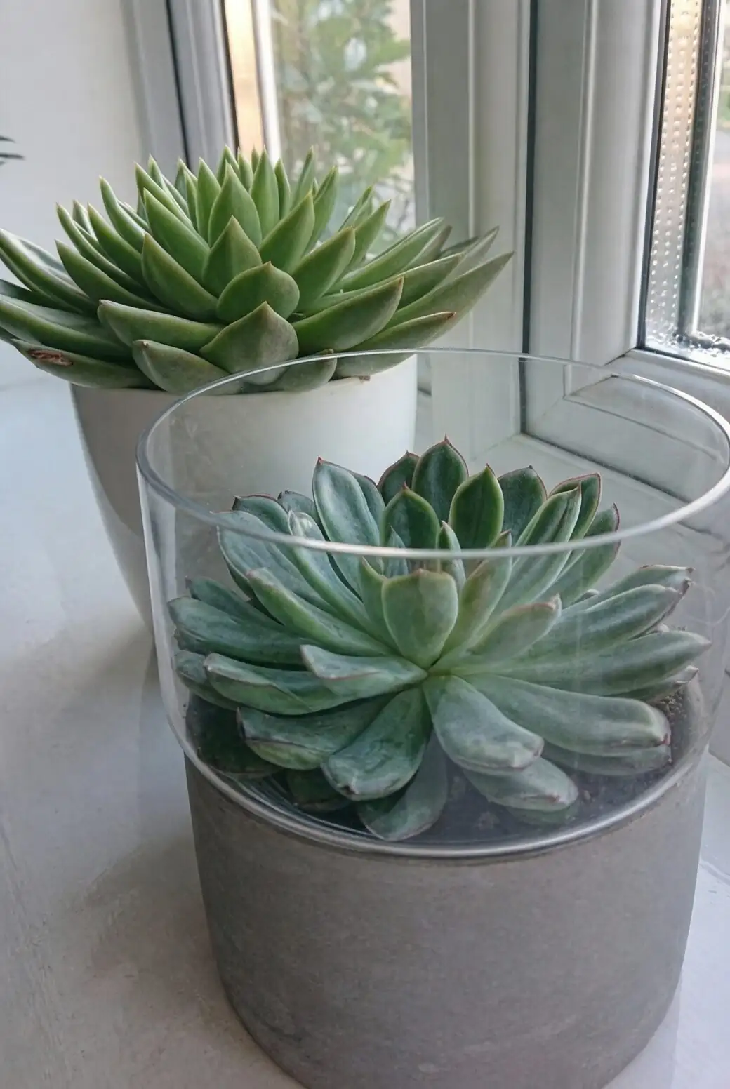 echeveria south window indoor