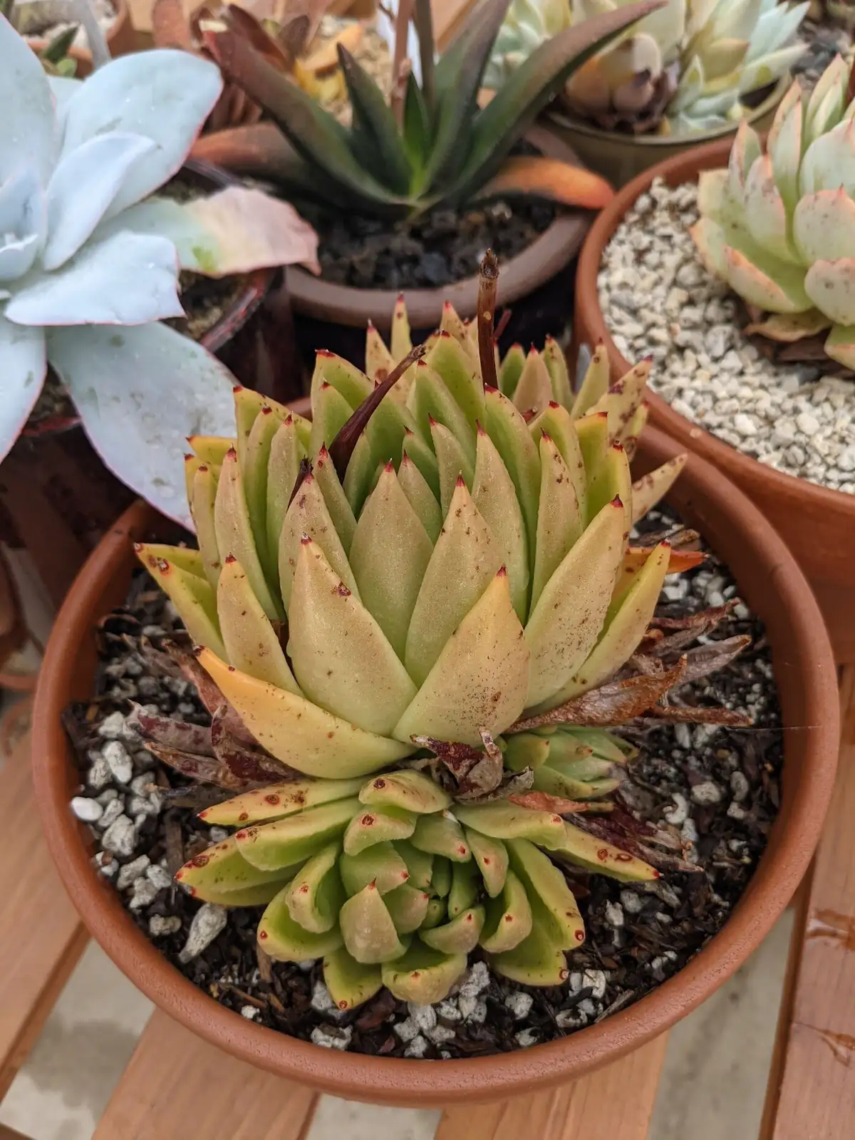 echeveria watering soil avoid rosette