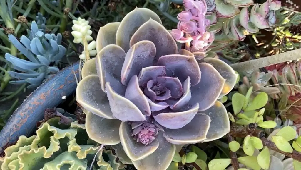 echeveria leaf farina close up