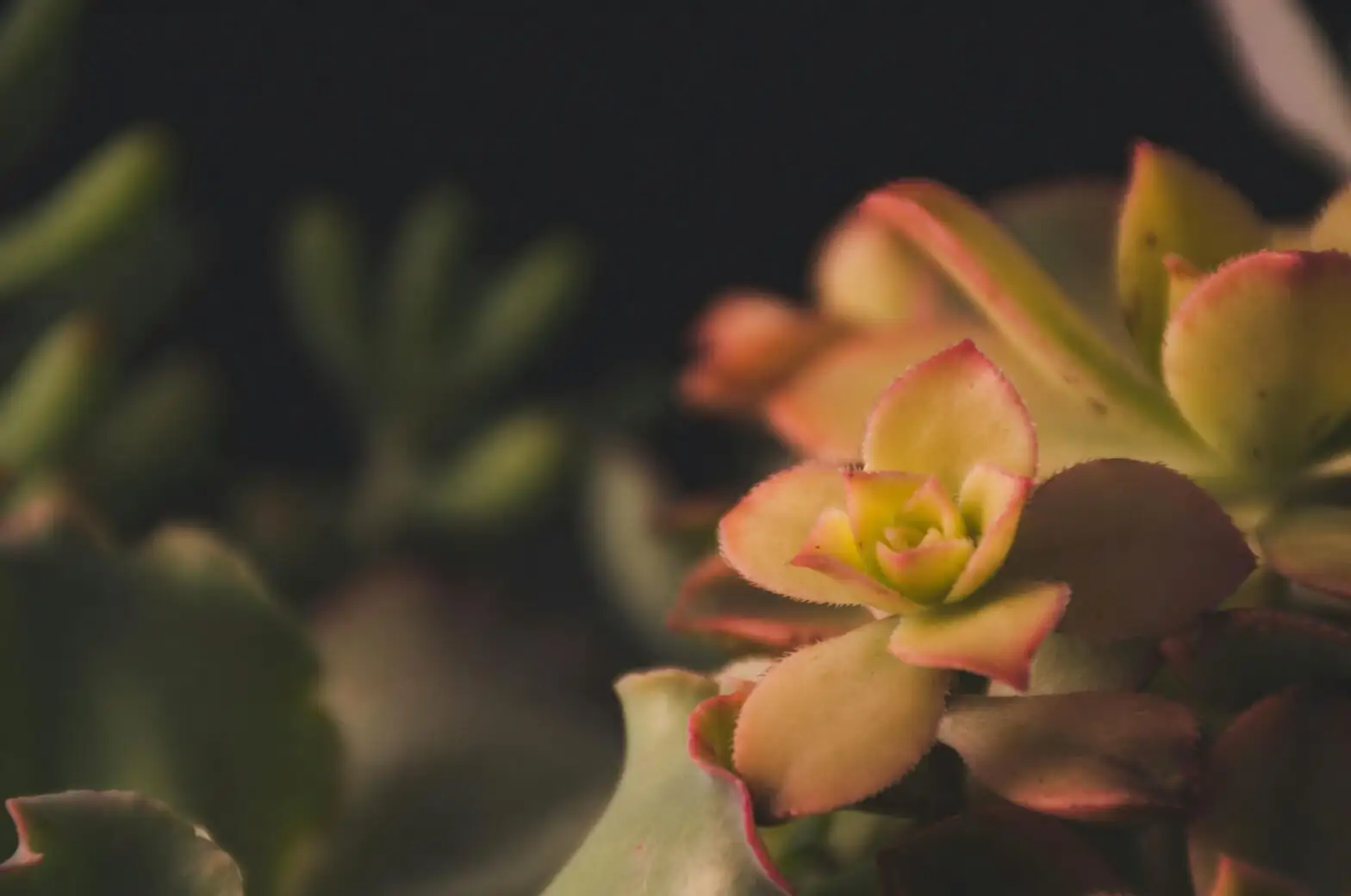 echeveria pink flower stalks
