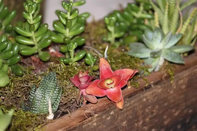 echeveria wedding centerpiece candles