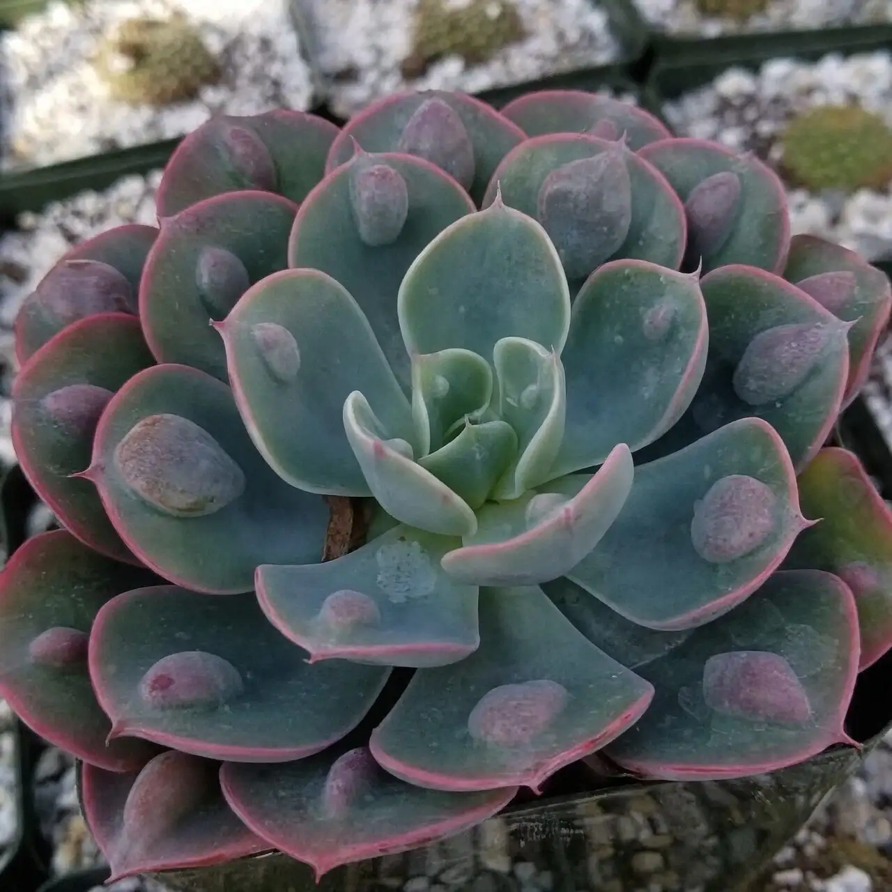 Propagation Without Tears: Beheading, Leaf Starts, and Offsets for Perfect Echeveria Clones