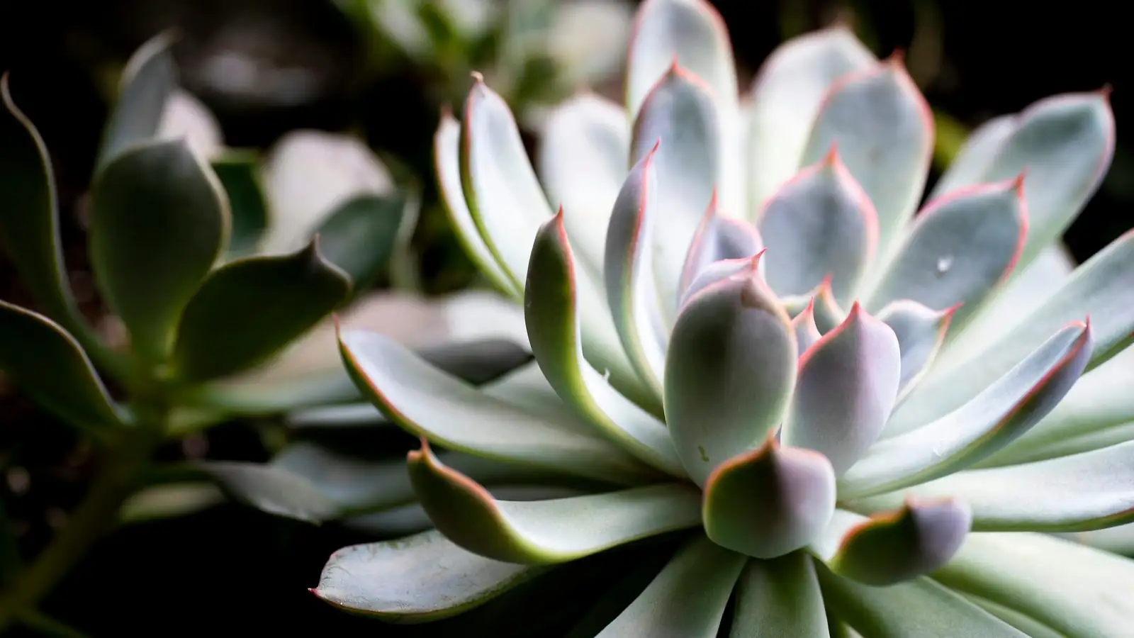 echeveria beheading cut and callus