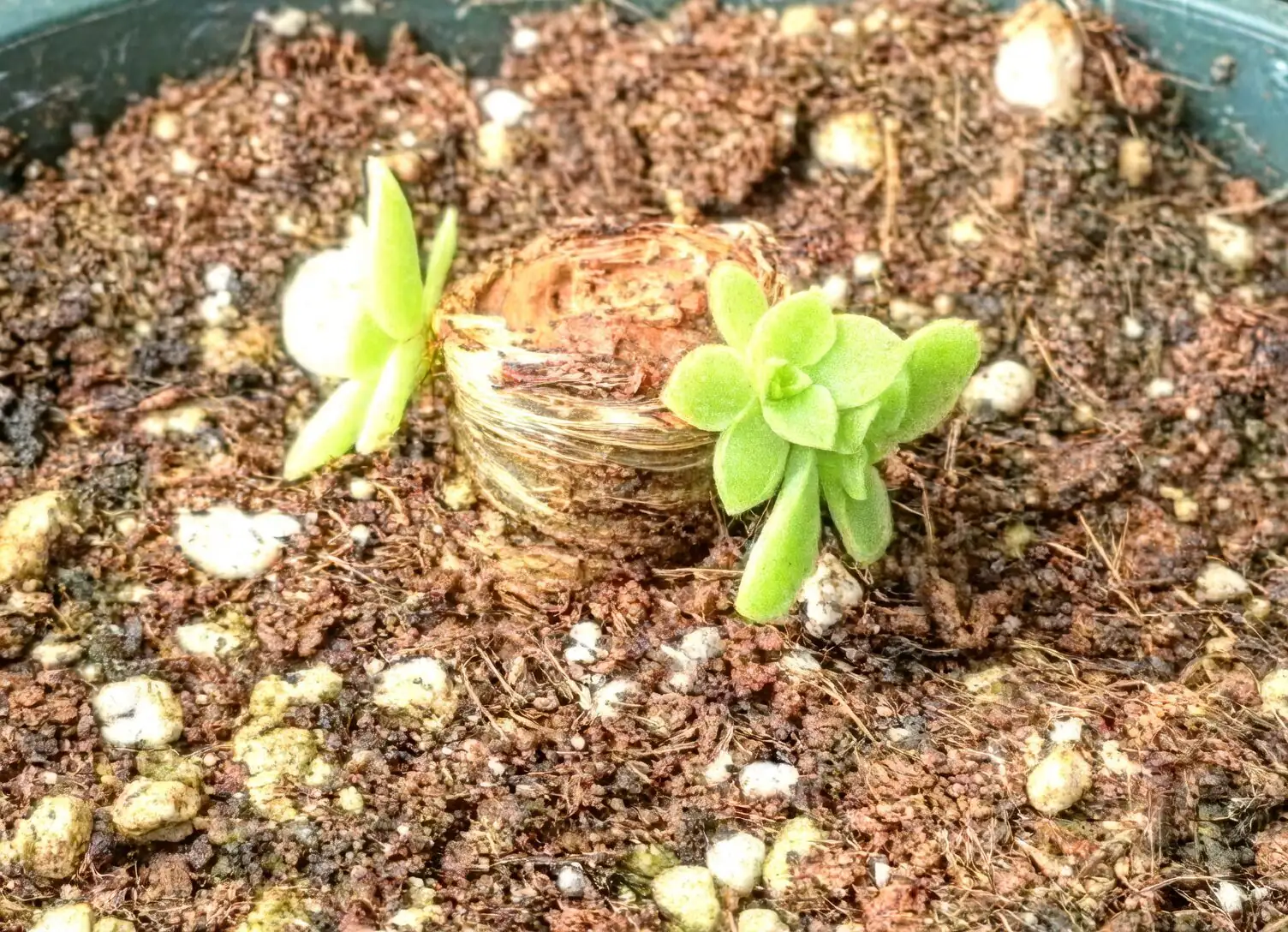 echeveria offsets around stump