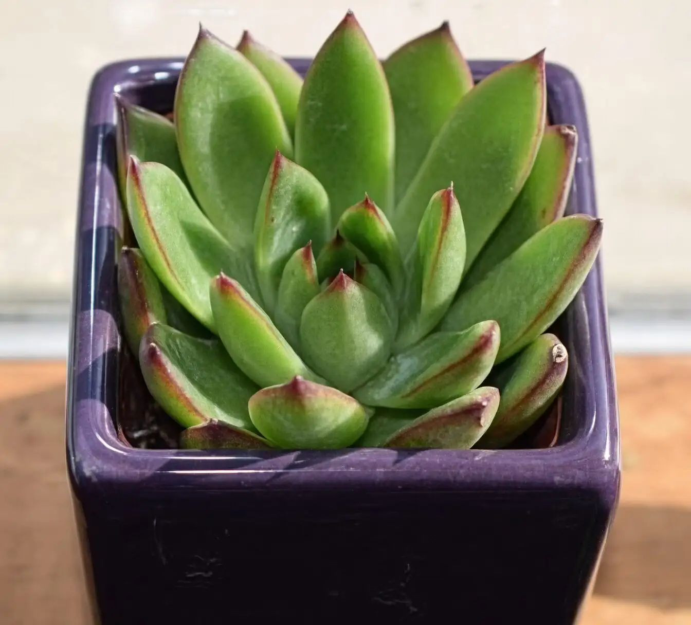 echeveria bowl arrangement topdressing gravel