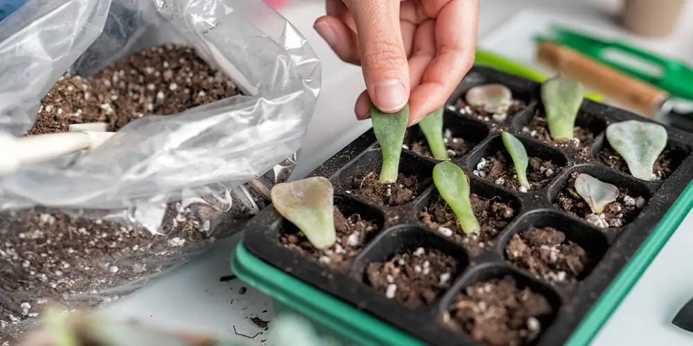 echeveria leaf cuttings propagation tray
