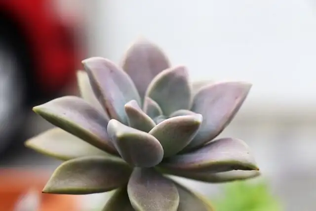 Heatwaves, Frost Snaps, and Rainstorms: The Extreme‑Weather Survival Guide for Echeveria