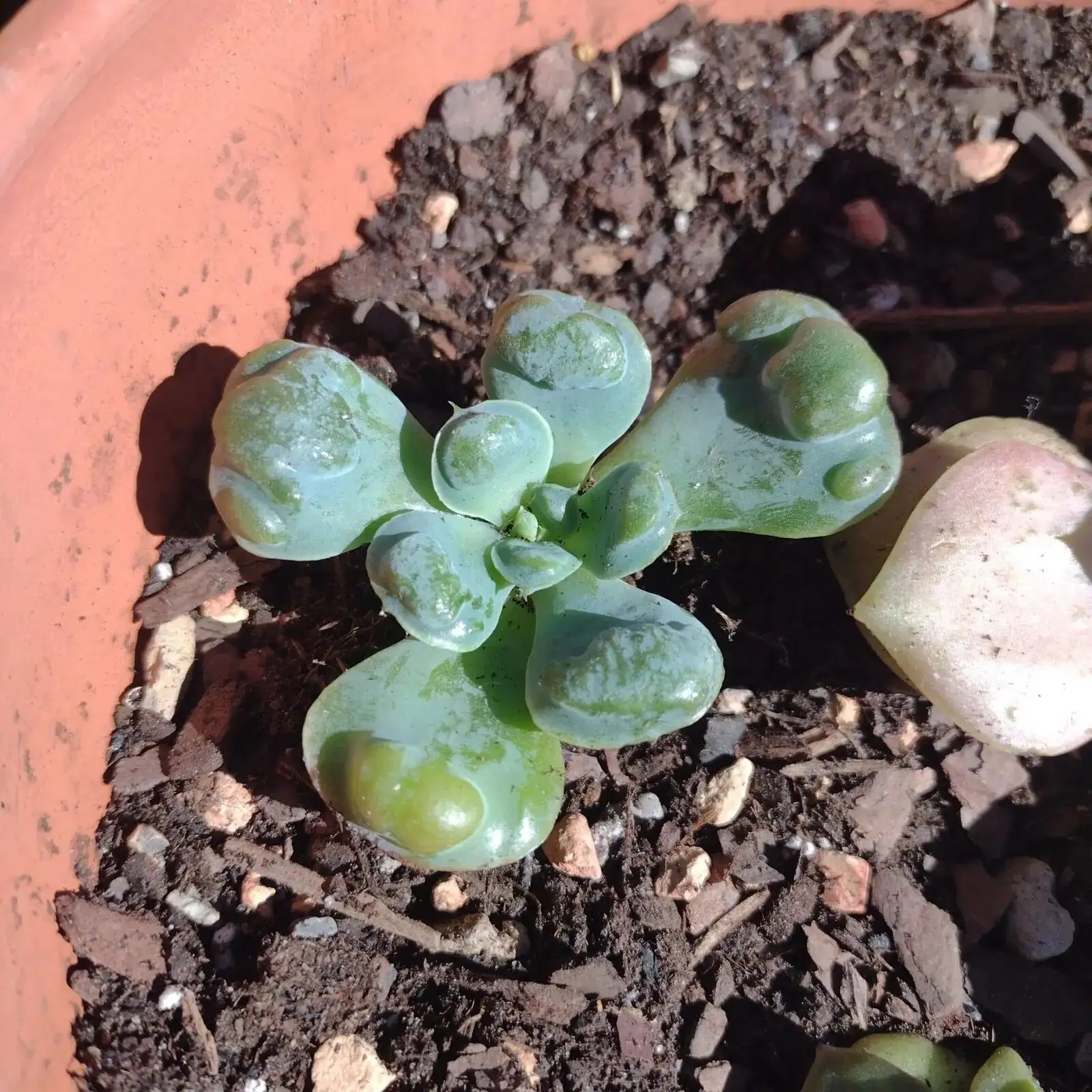 echeveria under clear rain cover