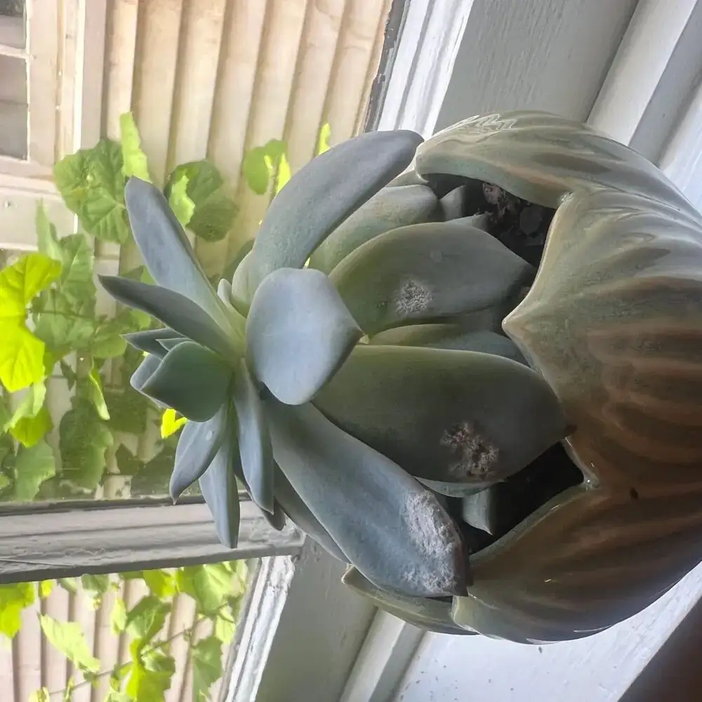 echeveria indoor window frost protection
