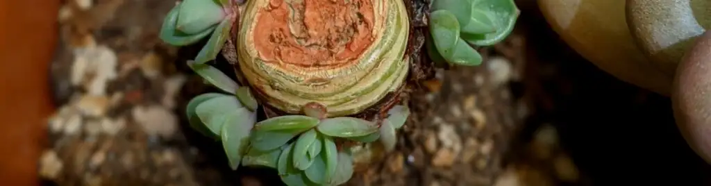 echeveria beheading clean cut