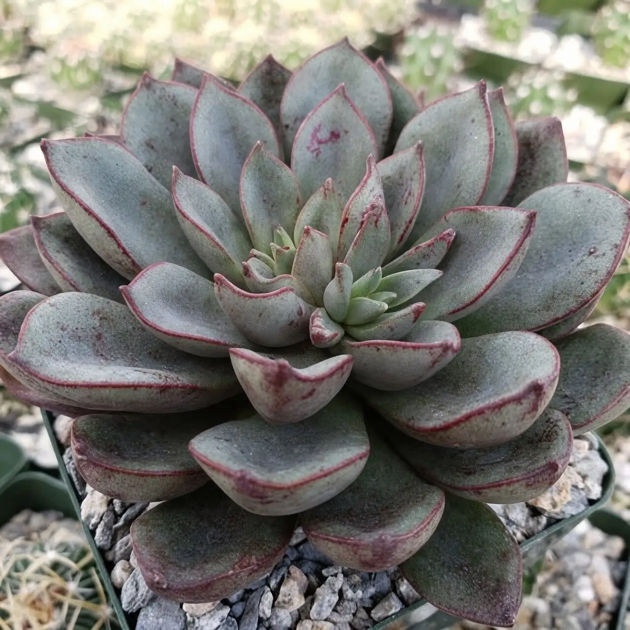 echeveria rosette burgundy edges close-up