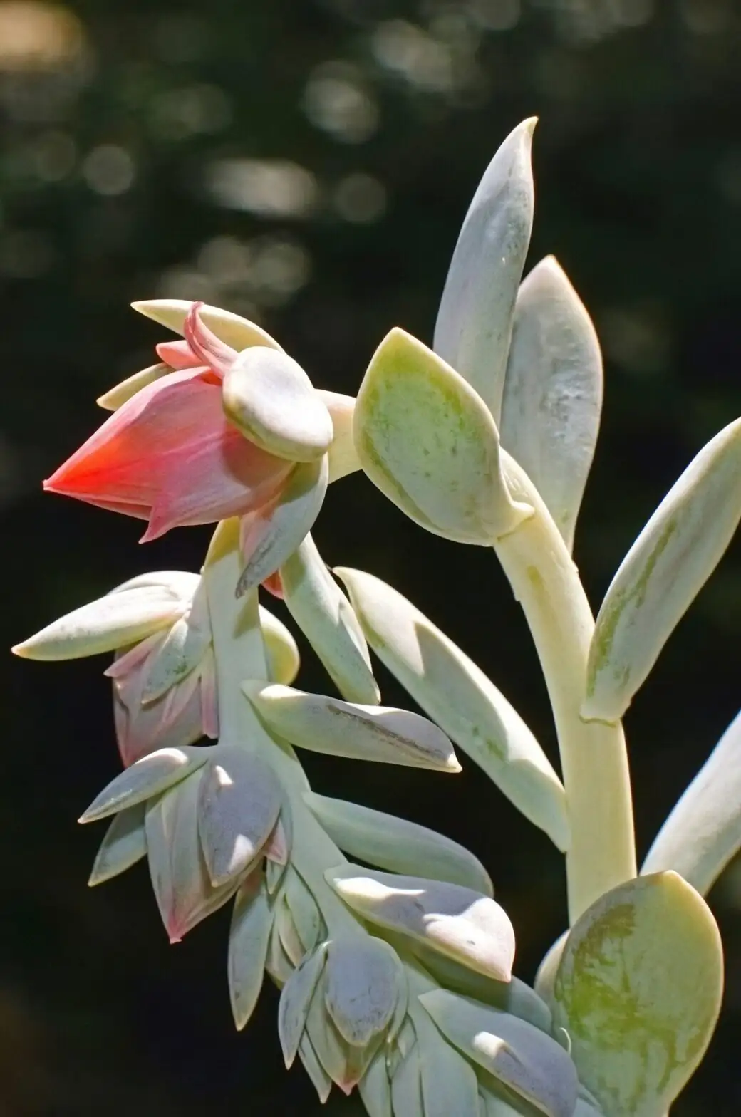 Bloom Stalks with a Purpose: What Summer Flowers Reveal About Your Echeveria’s Health