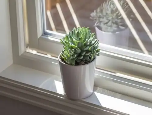 echeveria on south window sunlight