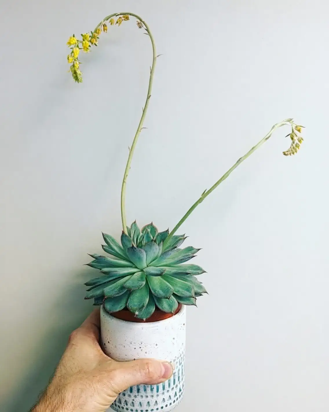 echeveria cutting spent flower stalk
