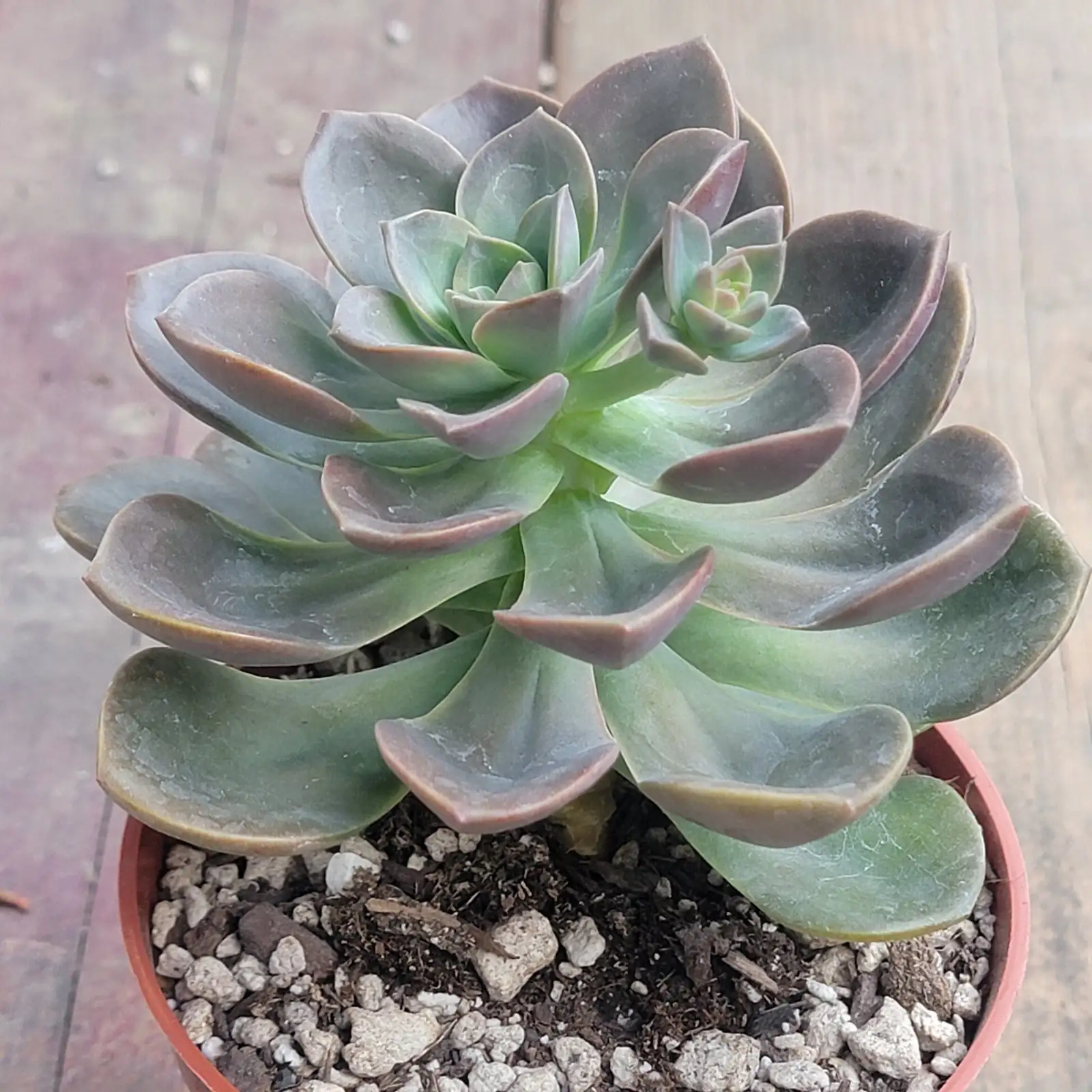 The 12‑Month Echeveria Planner: Water, Feed, Repot—Right on Time