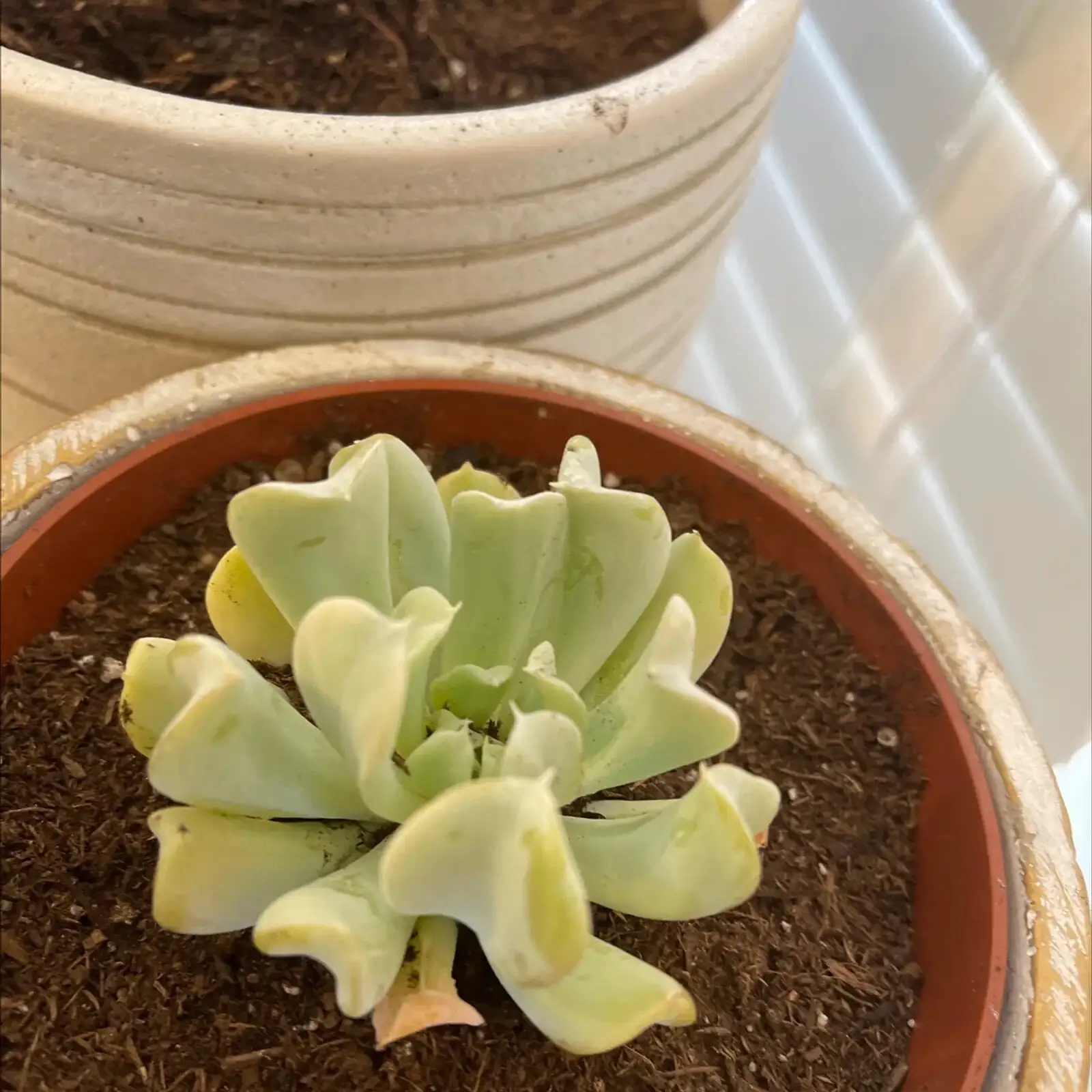 echeveria repotting terracotta pot