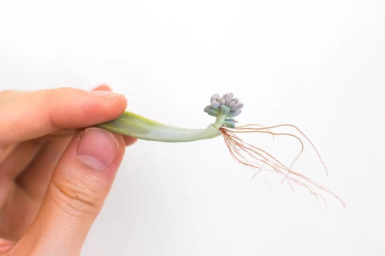 echeveria leaf propagation callus roots
