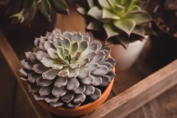 echeveria pink flower stalks close-up