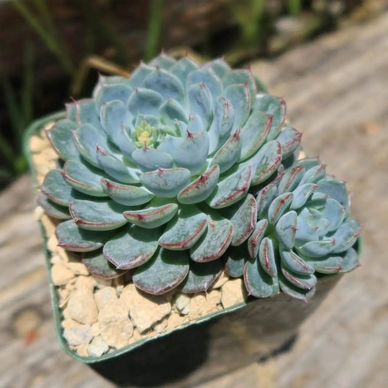 Pet‑Safe Beauty? Echeveria and Curious Cats—What You Should Know