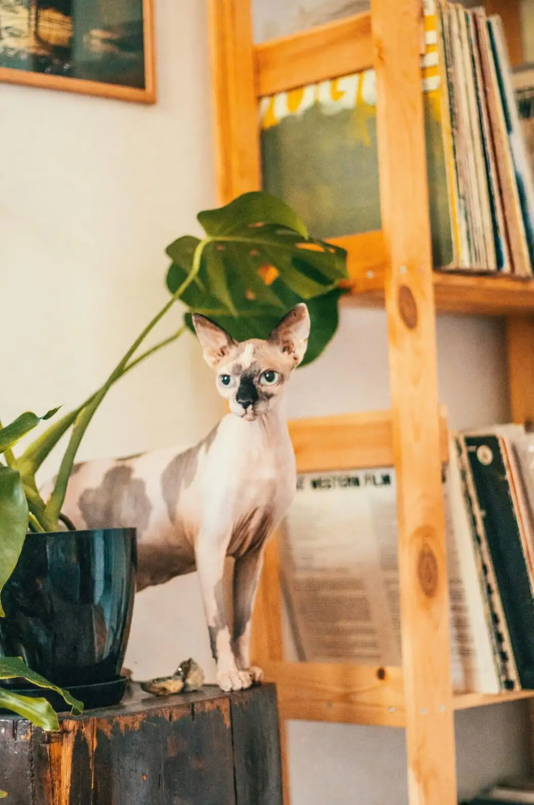echeveria on high shelf cat