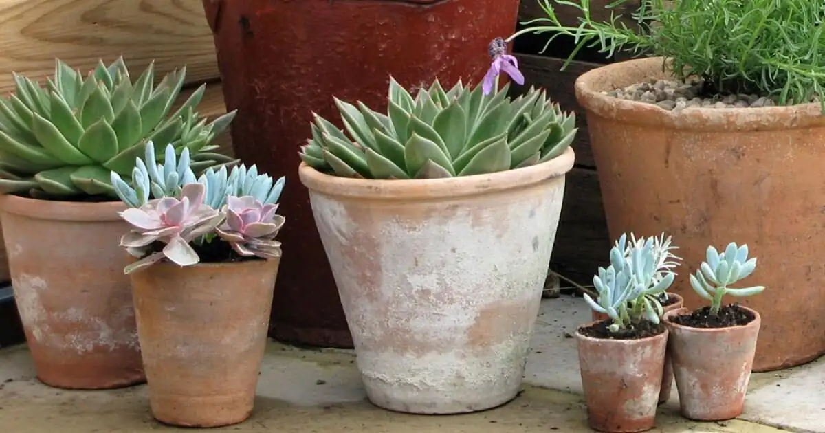 echeveria terracotta pot full sun