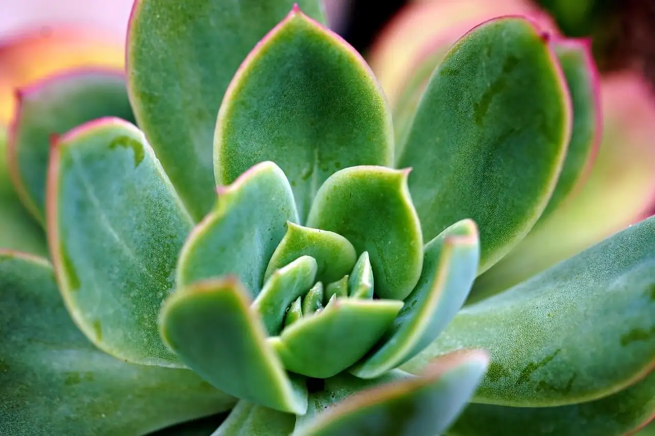 echeveria watering keep crown dry