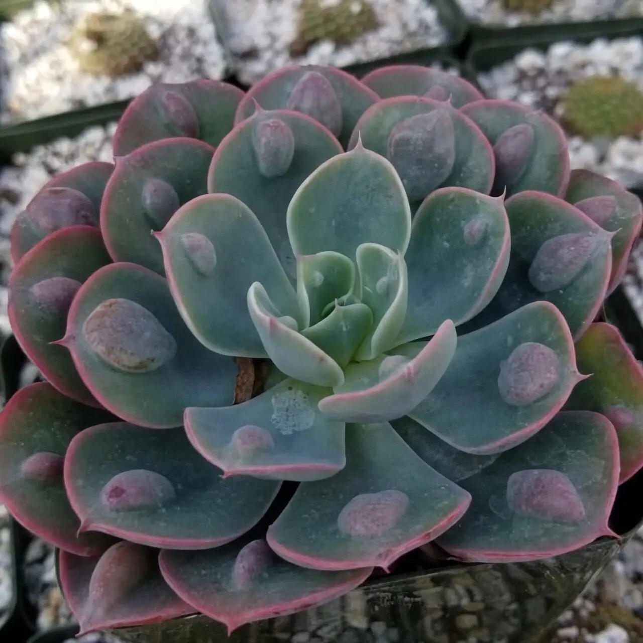 echeveria rosette red edges close-up