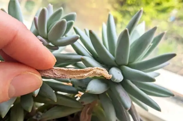 echeveria pruning dead leaves tweezers