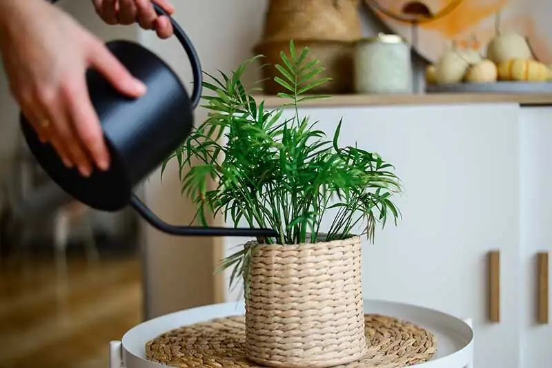 parlor palm semi hydro leca roots