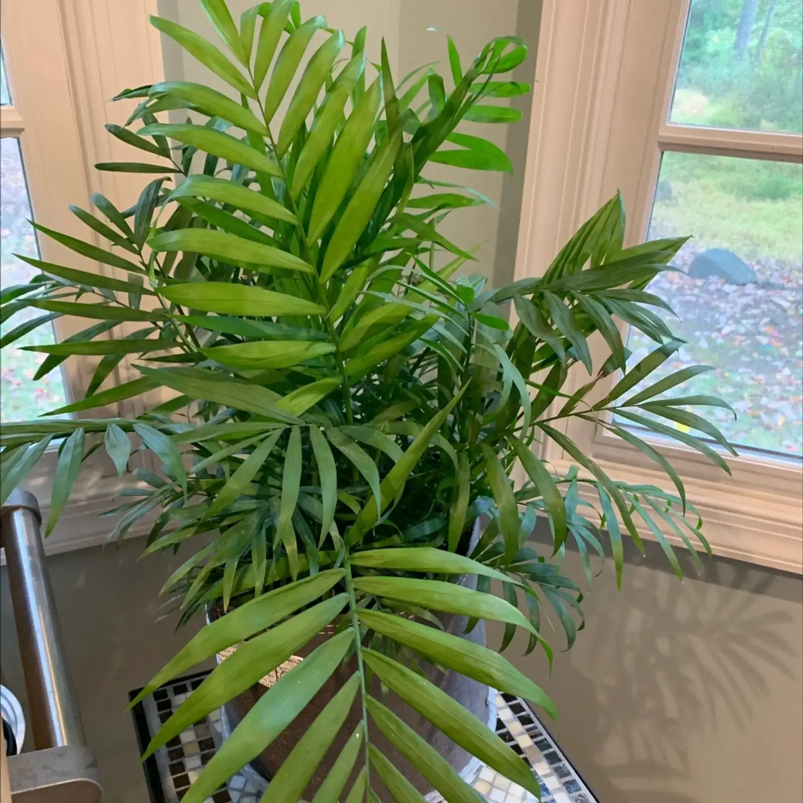 Glow, Don’t Burn: Finding the Sweet Spot of Light for Your Parlor Palm