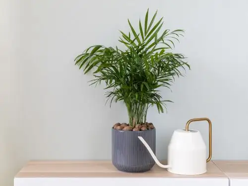 parlor palm behind sheer curtain