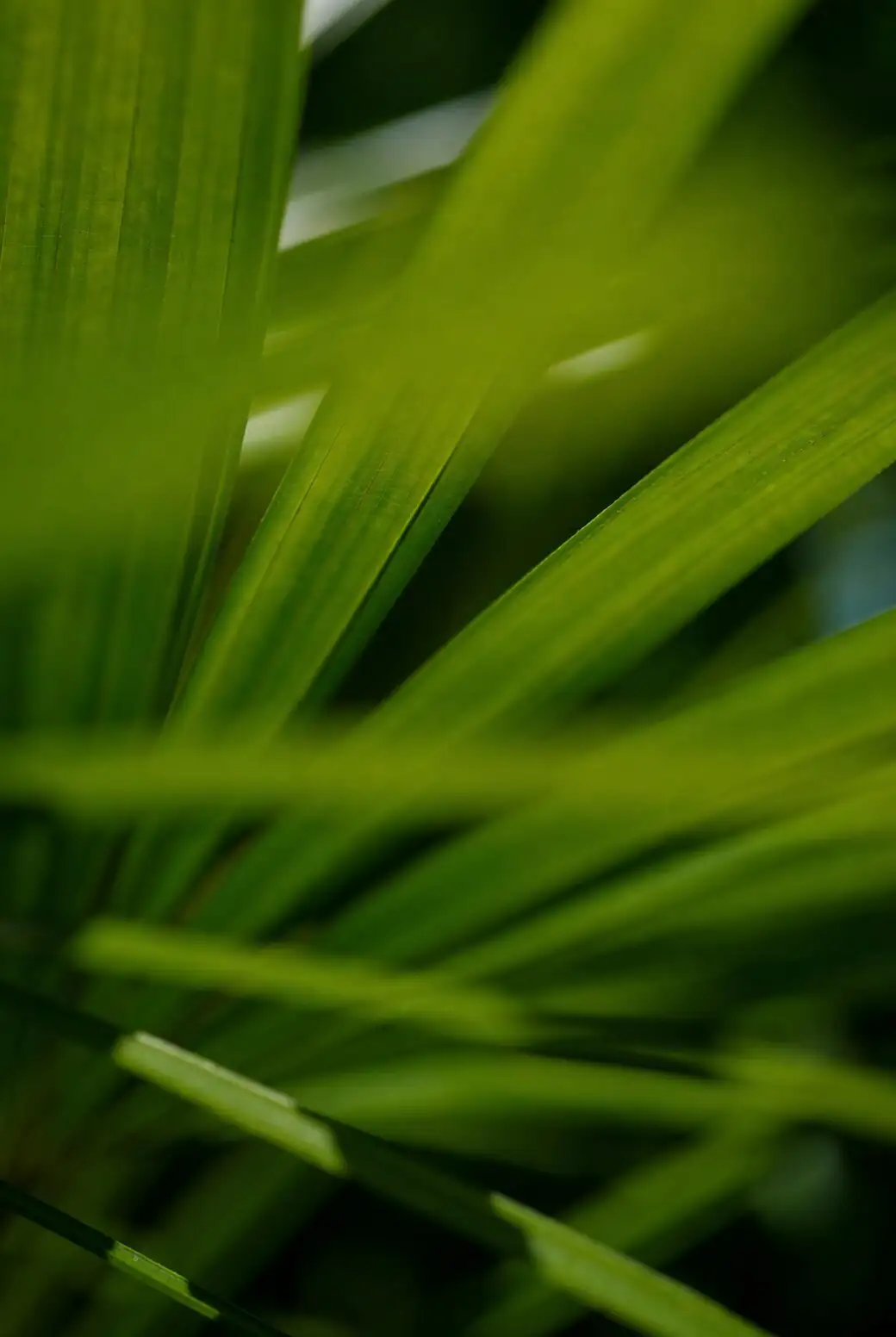 parlor palm watering close-up