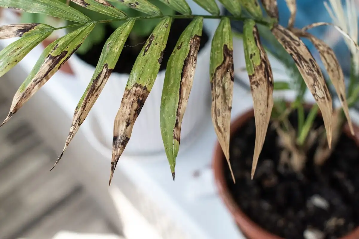 Yellow Tips, Sticky Leaves, Webby Fronds? A Rapid-Response Clinic for Parlor Palm Pests and Problems
