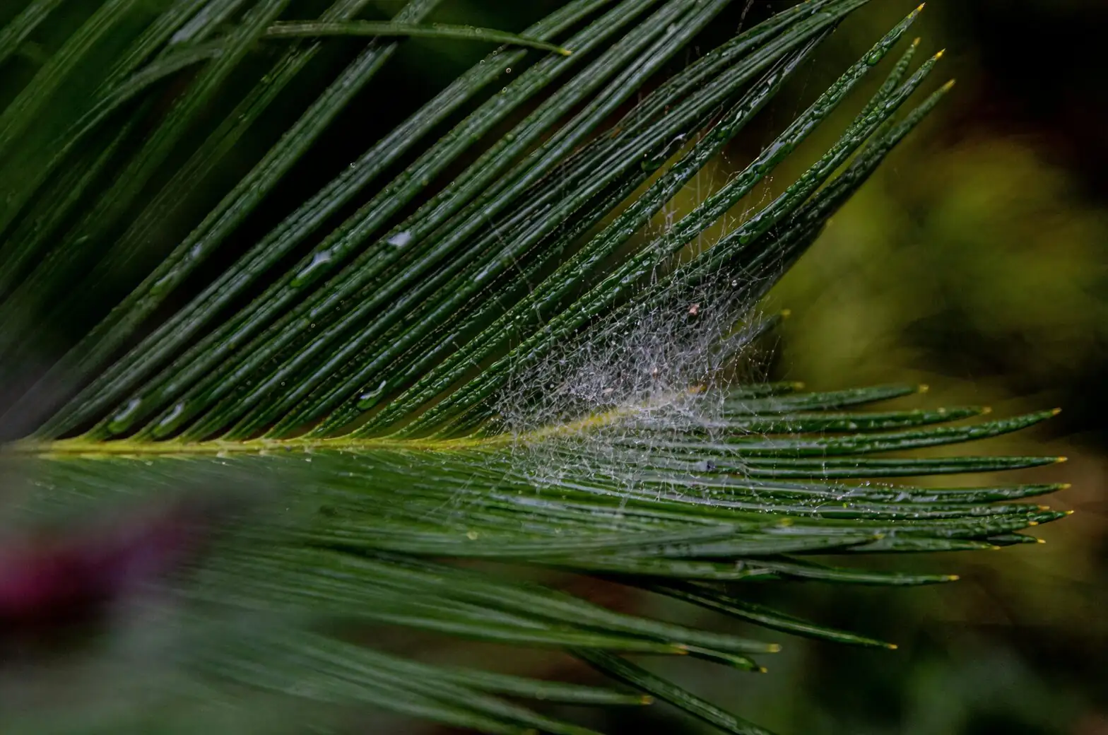 parlor palm spider mites webbing close-up