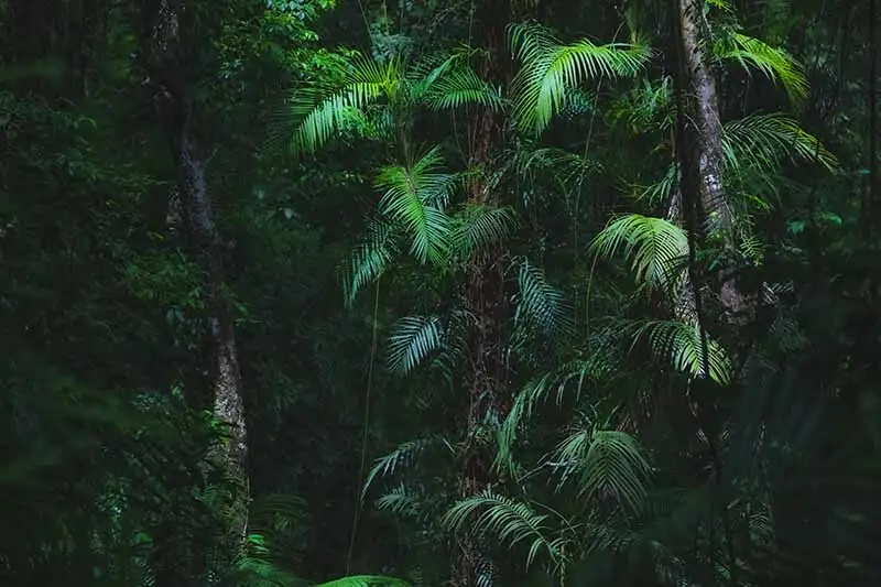 From Cloud-Forest Shade to Victorian Parlors: The Unlikely Rise of Chamaedorea elegans