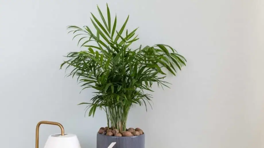 parlor palm multiple stems pot