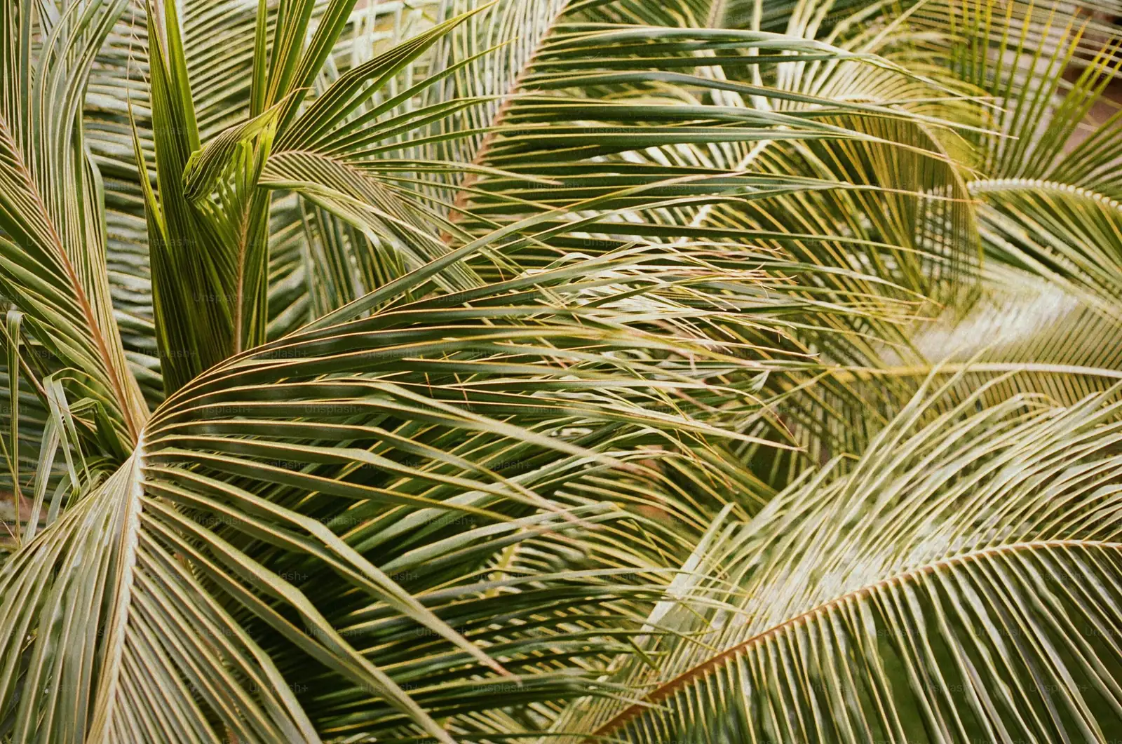 parlor palm multi stem close-up