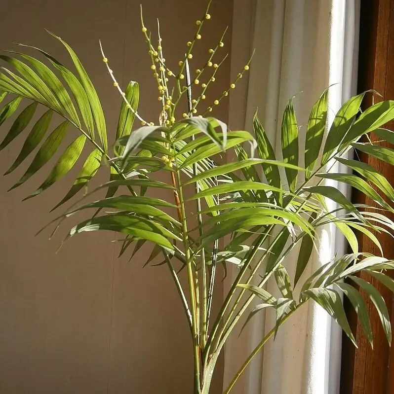 Do Parlor Palms Really Bloom Indoors? The Curious Case of the Tiny Yellow Sprays