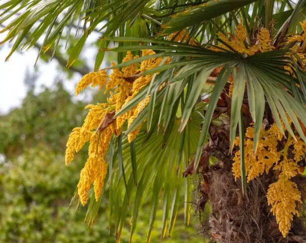 parlor palm inflorescence close-up
