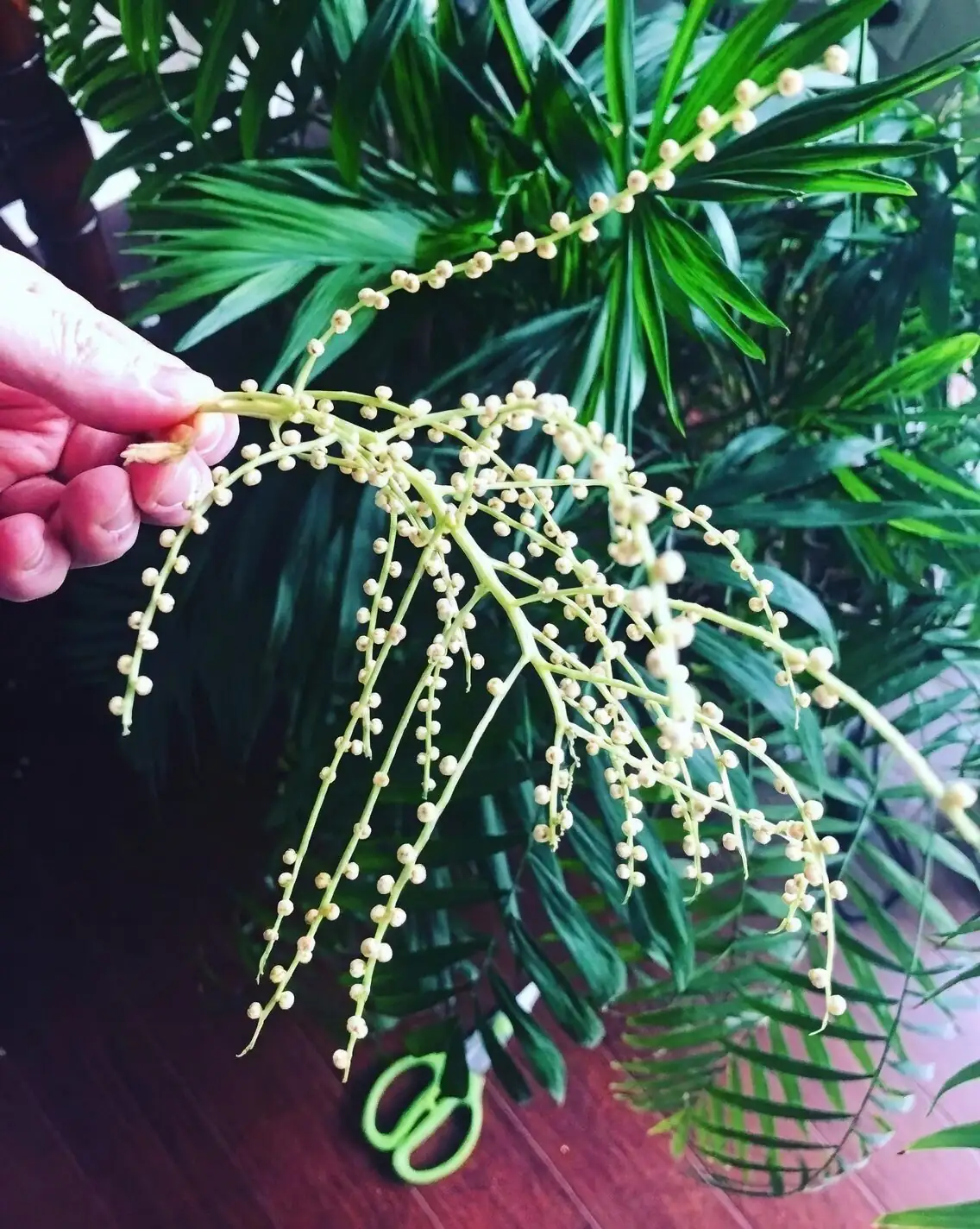parlor palm cutting spent flower