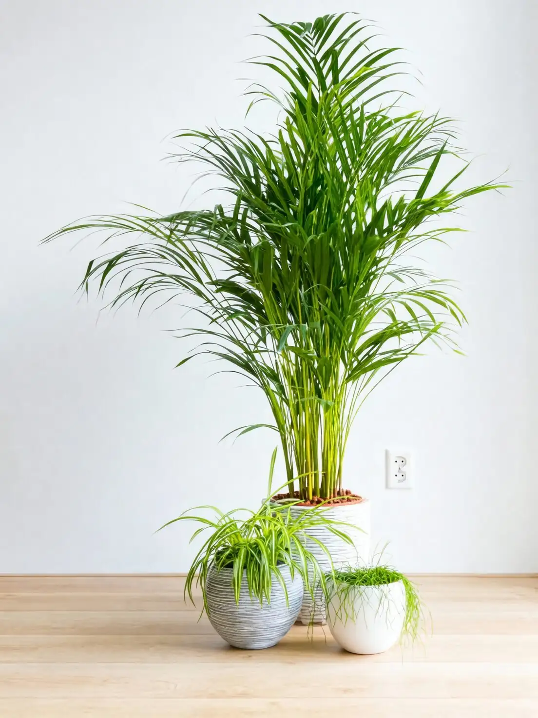 “Good Luck” in a Green Clump: Parlor Palm Symbolism, Feng Shui, and the Origin of Its Modern Flower Language