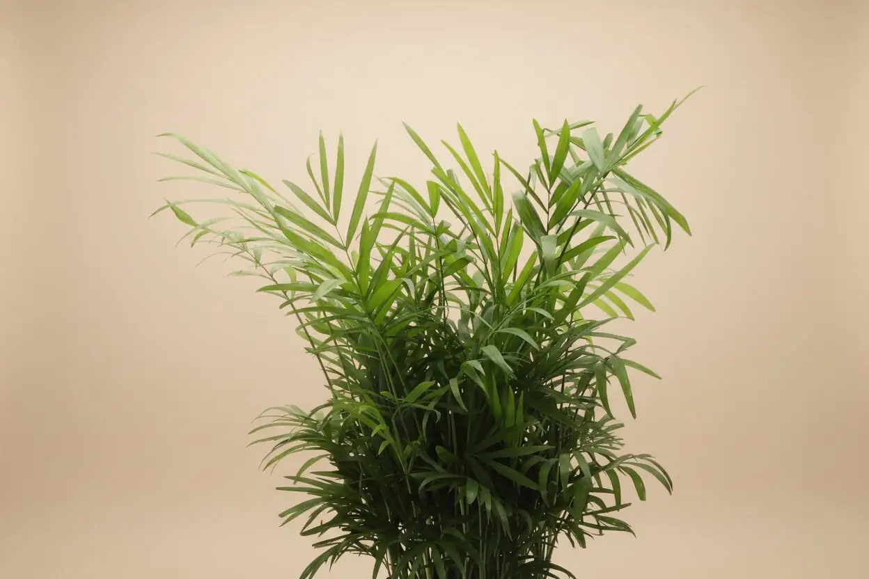parlor palm fronds close-up